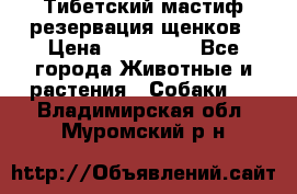 Тибетский мастиф резервация щенков › Цена ­ 100 000 - Все города Животные и растения » Собаки   . Владимирская обл.,Муромский р-н